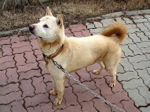 cane jindo