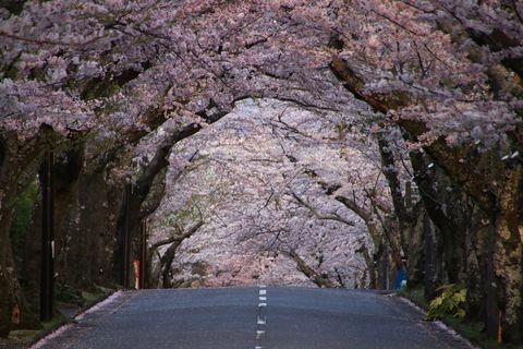 Strada Tra Gli Alberi Contro Il Cielo