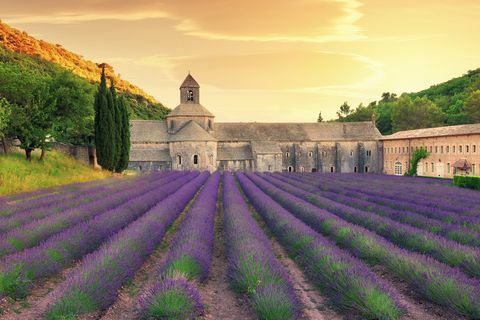 Abbazia con il giacimento di fioritura della lavanda al crepuscolo