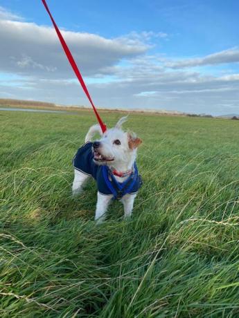 il compagno di cane ha bisogno di essere adottato