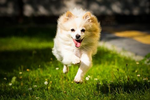 cane pomeranian bianco che corre sul campo