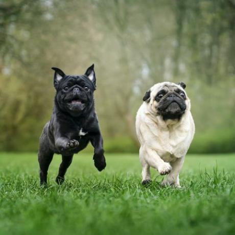 due cani carlini corrono sull'erba foto all'aperto