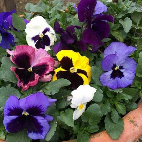 Pansy Matrix F1 Autumn Select Mixed