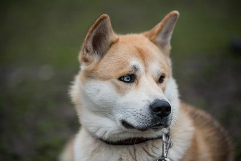 Close-up Di Akita Giapponese Leccare Il Naso