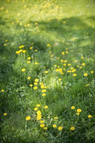 campo con denti di leone