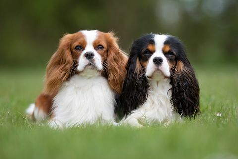 Due cani sprezzanti di re Charles Spaniel all'aperto in natura