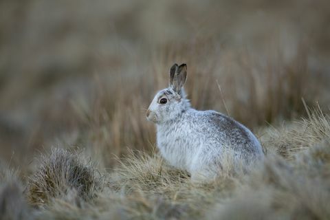 Mountain Hare