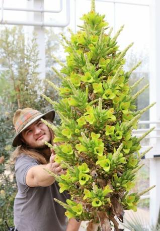 l'orticoltore callum munro faure ammira la puya chilensis che è fiorita solo per la seconda volta nella sua storia a rhs garden wisley, surrey questo mattina la prima volta che è fiorita nella serra di Wisley è stato 8 anni fa la serra riaprirà al pubblico lunedì 17 maggio in seguito al nuovo governo linee guida