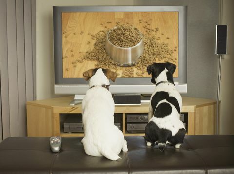 cani che guardano il piatto del cane con il cibo in tv