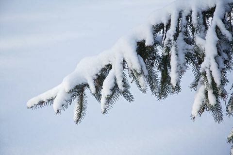 Albero di Natale fuori nella neve