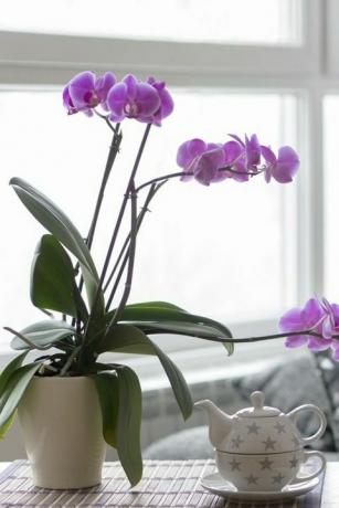 primo piano del soggiorno vuoto con un'orchidea viola