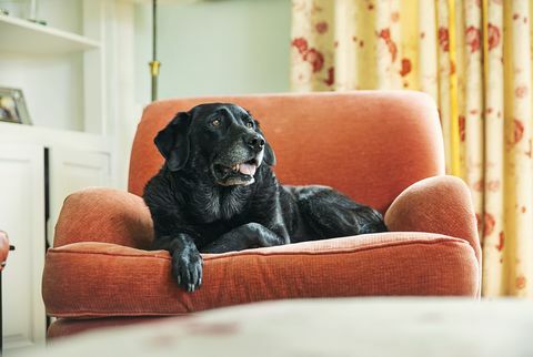 labrador nero anziano che si rilassa sulla poltrona