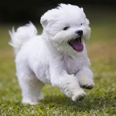 razza di cane maltese