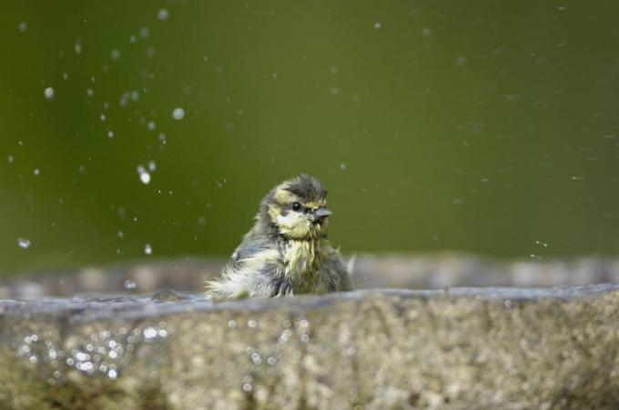 La cinciarella Parus caeruleus, fa il bagno nella vasca per uccelli del giardino a Durham, luglio