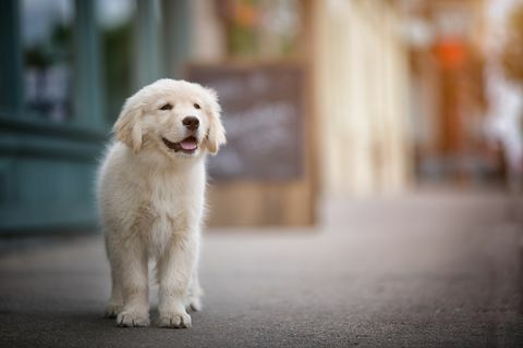 golden retriever in città