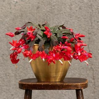 Schlumbergera 'Rosso' 