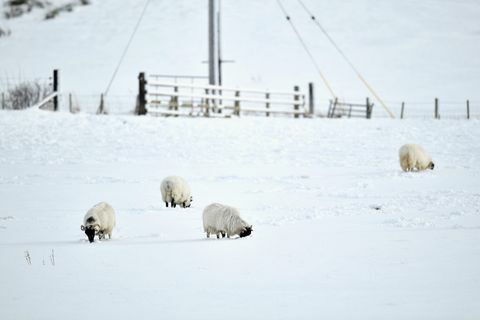 pecore neve scozia