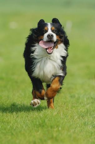 bovaro bernese