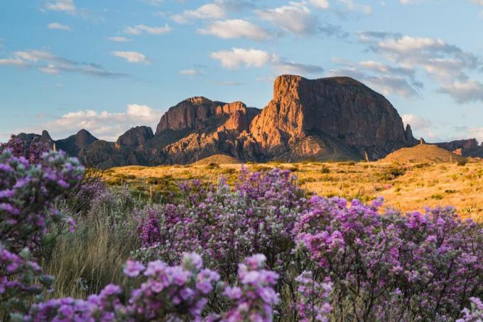 dopo la pioggia, il deserto si anima di colori mentre la salvia e l'ocotillo sbocciano con le montagne Chisos sullo sfondo