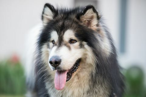 Cani dell'Alaska Malamute nel distretto di Khao Kho, Tailandia