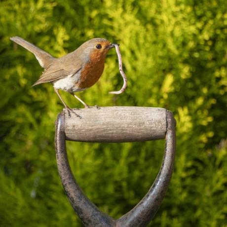 uccello nel giardino nel Regno Unito