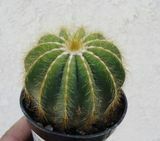 Cactus Palloncino