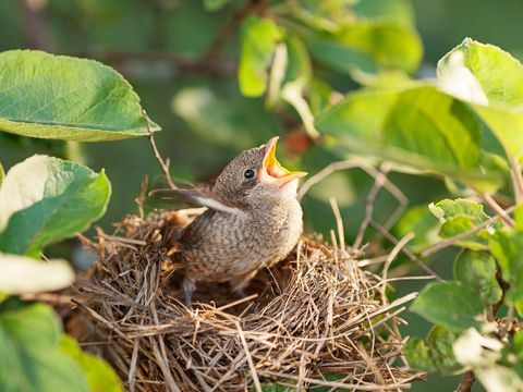 RSPB rivela cosa fare se trovi un pulcino abbandonato o un uccellino nel tuo giardino