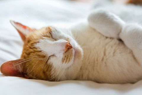 gatto sdraiato sul letto