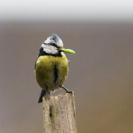 Londra, Regno Unito 10 maggio 2020 cinciarella eurasiatica cyanistes caeruleus tiene un bruco nel becco mentre lavora 24 ore su 24 consegnando insetti ai suoi piccoli in una cassetta nido in un giardino residenziale nel sud-ovest di londra il 10 maggio 2020 a londra, inghilterra fotografia di wiktor szymanowicz barcroft studios pubblicazione futura il credito fotografico dovrebbe essere letto wiktor szymanowiczbarcroft media via getty immagini