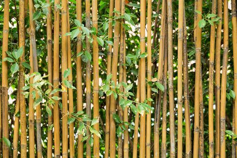 Recinzione da giardino in bambù