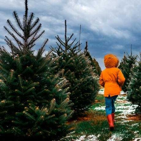 un bambino che cammina attraverso una fila di alberi di natale in una fattoria