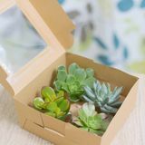 Scatola regalo succulenta