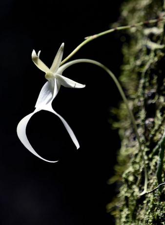 L'orchidea fantasma