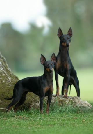 terrier giocattolo inglese