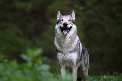 Cane lupo nella foresta