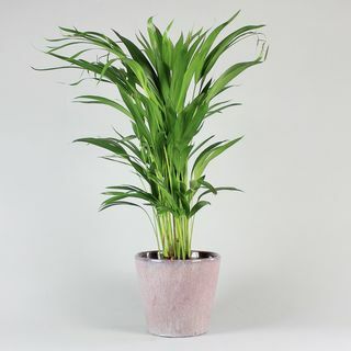 Palma Areca - Dypsis lutescens
