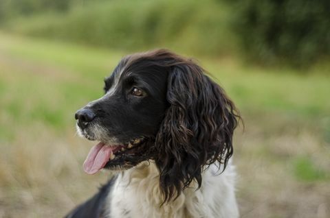 La migliore razza di cani per i corridori