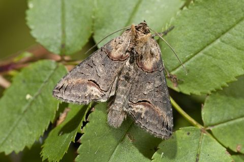 spettacolo scuro abrostola triplasia su foglia, norfolk, inghilterra, regno unito