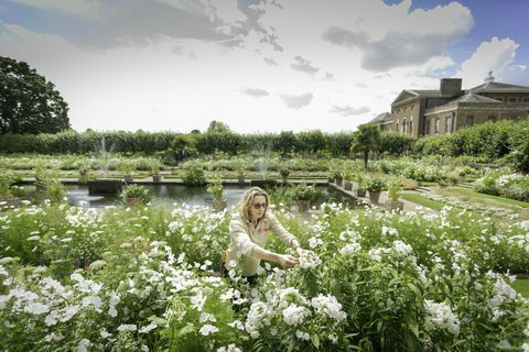 Un giardiniere tende a fiorire nel White Garden di Kensington Palace