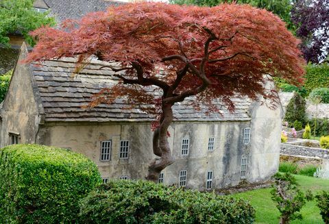 Bourton Model Village - albero - Cotswolds