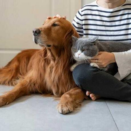 golden retriever e british shorthair accompagnano il loro proprietario