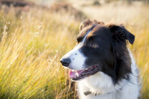Razza del cane di border collie in un campo al sole