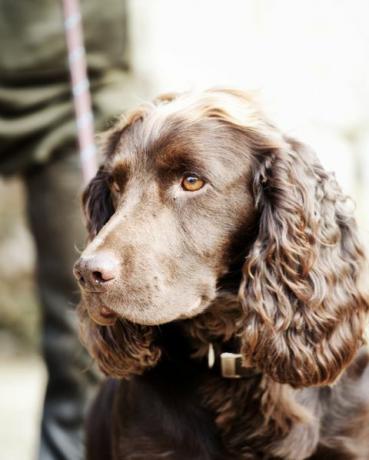 guardiacaccia in piedi con il suo cane da caccia