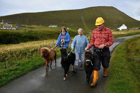 pony island shetland scozia pony