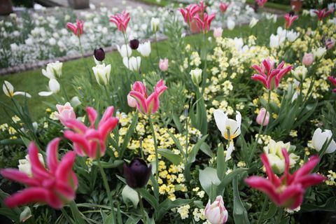 Fiori nel giardino della principessa Diana White a Kensington Palace