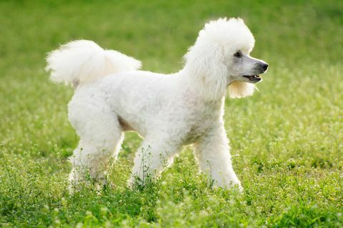 cane barboncino bianco sul campo di erba verde