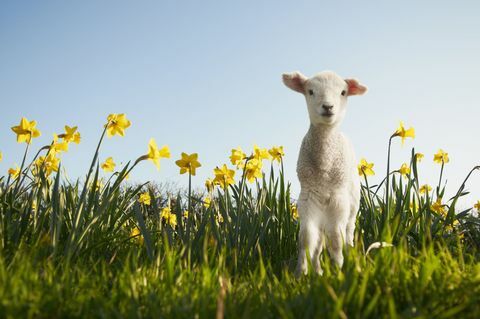 Agnello in primavera con narcisi e cielo blu