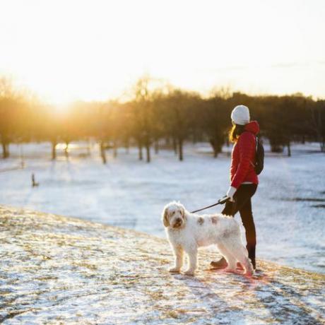 cane che cammina in inverno