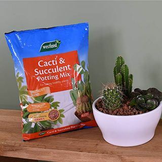 Compost per vasi succulenti