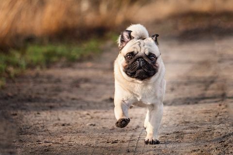 Ritratto di cane in esecuzione su strada sterrata